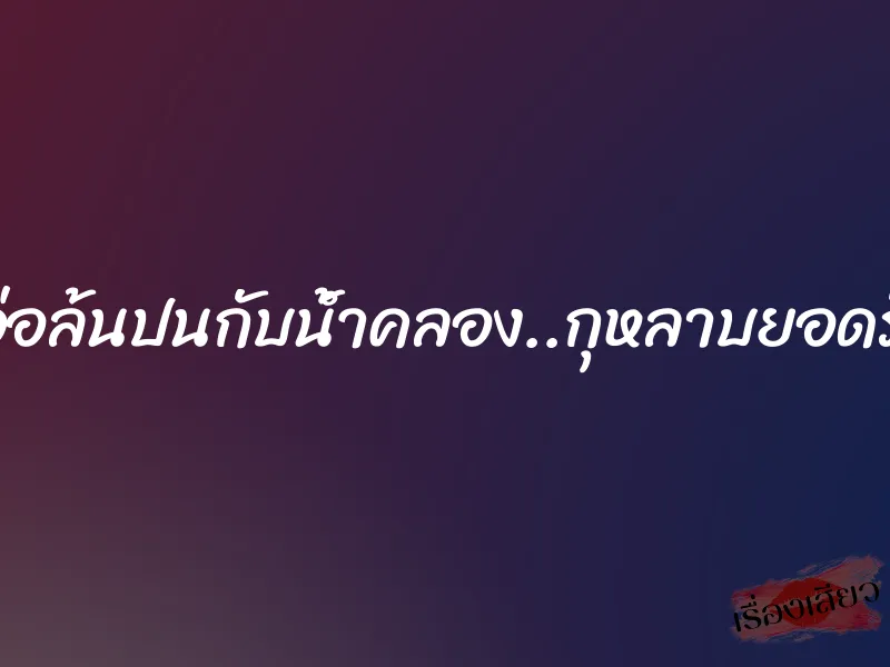 เอ่อล้นปนกับน้ำคลอง..กุหลาบยอดรัก